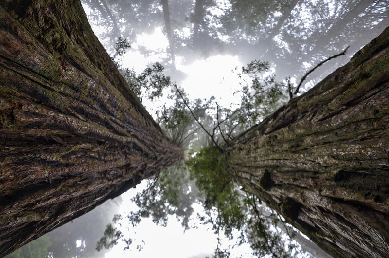 Redwoods Treehouse, New Zealand